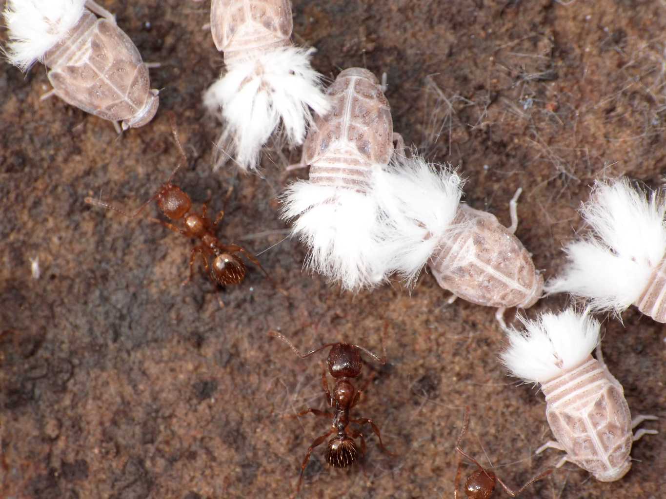 Reptalus sp. ospiti delle formiche Myrmica sp. da Tolfa (RM)